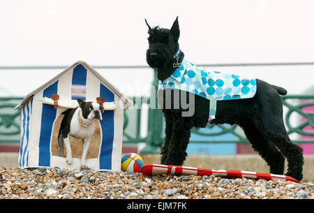 Gaby le Boston Terrier avec délice le Schnauzer Géant pairs hors de leur cabane de plage sur Hove beach aujourd'hui à vérifier l'arroser . Avec un crocodile ils faisait partie d'un photoshoot pour le Max et Margot Dog Company fashions à temps pour la semaine National Animal Photographie prise le 25 avril 2006. Banque D'Images