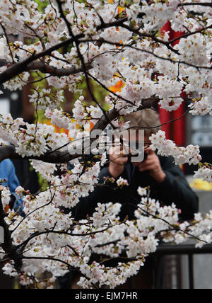 Kyoto, Japon. Mar 29, 2015. Les fleurs de cerisier sont presque mais pas tout à fait en pleine floraison le long de la rivière Takase mais ils résidents dont stop à Kyoto, le Japon de l'ouest, d'apprécier leur éthéré, éphémère, délicate beauté le Dimanche, Mars 29, 2015. Credit : Natsuki Sakai/AFLO/Alamy Live News Banque D'Images