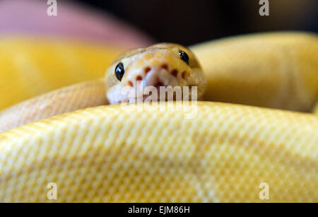 Berlin, Allemagne. Mar 29, 2015. Un python royal regarde vers le photographe dans l'Tegeler Seeterrassen Event Center à Berlin, Allemagne, 29 mars 2015. Les exposants du terrarium show change une grande variété de reptiles, d'insectes, ainsi que des accessoires à Tegeler Seeterrassen. Photo : PAUL ZINKEN/dpa/Alamy Live News Banque D'Images