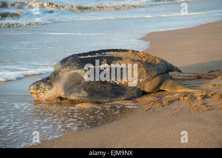 Tortue luth retour à la mer après la ponte sur la plage, Dermochelys coriacea, Matapica, Suriname Banque D'Images