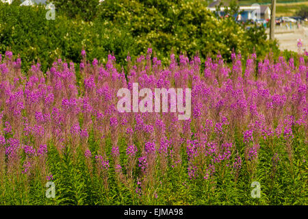 Domaine de lupin (Lupinus) vue ville de Criccieth, Nord du Pays de Galles, Surrey, Royaume-Uni Banque D'Images