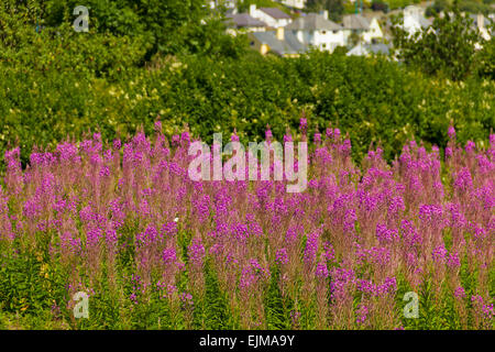 Domaine de lupin (Lupinus) vue ville de Criccieth, Nord du Pays de Galles, Surrey, Royaume-Uni Banque D'Images