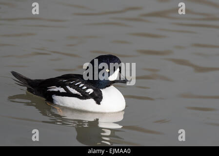 Un garrot d'Islande mâle natation canard Banque D'Images