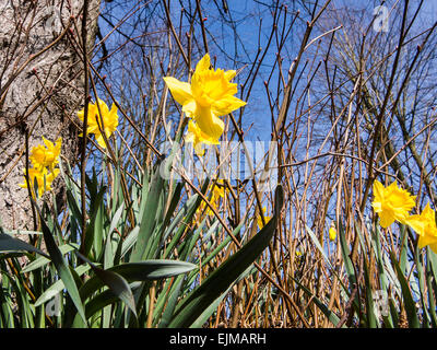 Jonquilles jaune à la base de l'arbre à Marbury Country Park, Comberbach, Northwich, Cheshire, Angleterre Banque D'Images