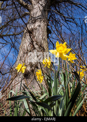 Jonquilles jaune à la base de l'arbre à Marbury Country Park, Comberbach, Northwich, Cheshire, Angleterre Banque D'Images