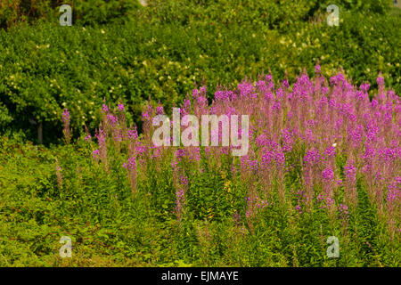 Domaine de lupin (Lupinus) vue ville de Criccieth, Nord du Pays de Galles, Surrey, Royaume-Uni Banque D'Images