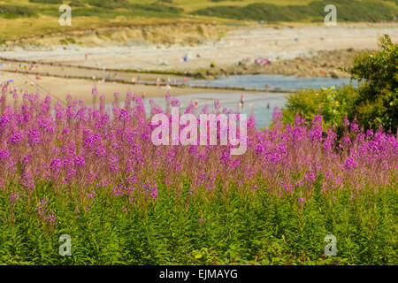 Domaine de lupin (Lupinus) vue ville de Criccieth, Nord du Pays de Galles, Surrey, Royaume-Uni Banque D'Images