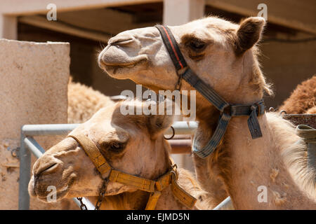 Les études de la tête de deux des dromadaires, Camelus dromedarius, au Camel Park, Námestovo, Chypre Banque D'Images