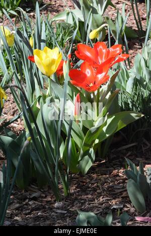 Tulipe jaune attirer l'attention parmi les tulipes rouges Albuquerque, Nouveau Mexique - USA Banque D'Images