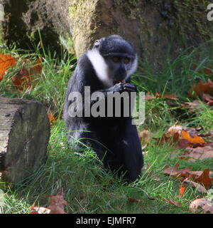 L'Afrique centrale de l'Hoest (Cercopithecus lhoesti) singe mangeant Banque D'Images