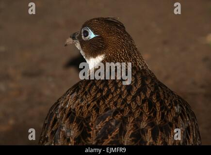 Close-up portrait of a female Himalayan monal (Lophophorus impejanus faisan), alias Impeyan Monal ou Danphe Banque D'Images