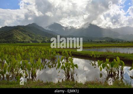 Les champs de taro dans la basse vallée d'Hanalei Hanalei et la National Wildlife Refuge sur l'île Kauai Hawaii Banque D'Images