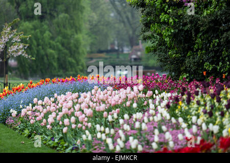 Tulip simples dans le parc de St James, Londres Banque D'Images