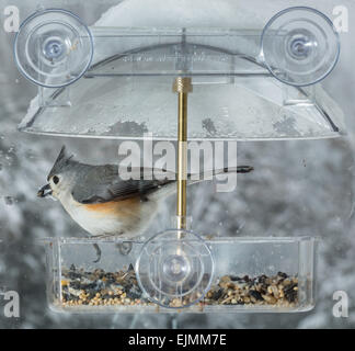 Mésange Oiseau dans fenêtre attachée mangeoire sur un jour froid humide en hiver Banque D'Images