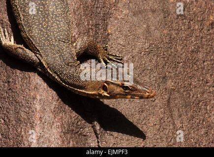 La Malaisie.l'île de Tioman , été.Monitor lizard assis sur la pierre et le réchauffement s'ouvre au soleil. Banque D'Images