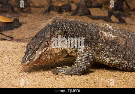 La Malaisie.l'île de Tioman , été.immense, varan sur la plage près de petite rivière.Il est un grand , monsteur et dangereux animal. Banque D'Images