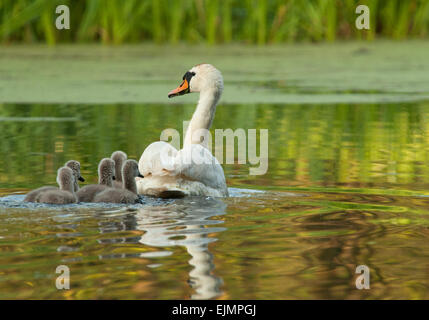 Pologne , le ressort en mai.tôt le matin, la femelle le cygne muet est la natation avec les poussins sur l'ancien lit du fleuve.vue arrière Banque D'Images