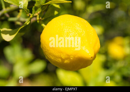 Citron mûr dans le contexte de la plantation Banque D'Images