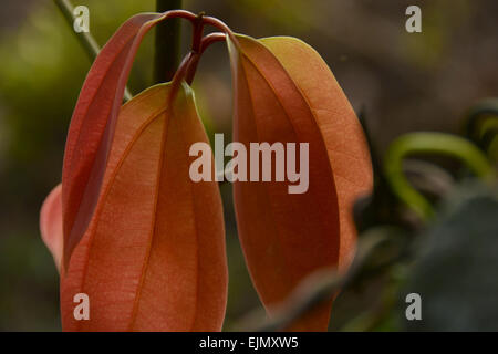 Feuilles tendres rouge sur fond vert Banque D'Images