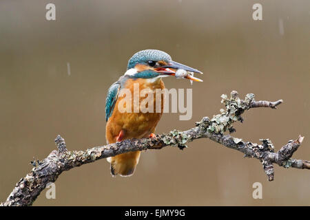 Kingfisher (Alcedo atthis commun) des profils debout sur branche avec le poisson dans son bec, Angleterre Banque D'Images