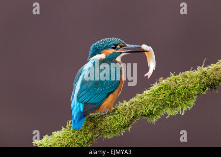 Kingfisher (Alcedo atthis commun) des profils debout sur branche avec le poisson dans son bec, Angleterre Banque D'Images