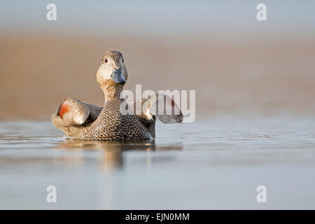 Le Canard chipeau (Anas strepera) d'hommes, au milieu de la Réserve de biosphère de l'Elbe, Saxe-Anhalt, Allemagne Banque D'Images