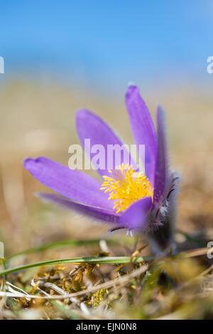 Anémone pulsatille (Pulsatilla vulgaris), Allemagne Banque D'Images