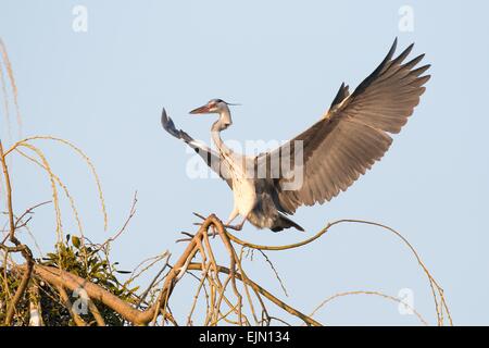 Héron cendré (Ardea cinerea) l'atterrissage sur un arbre avec des ailes déployées, Basse-Saxe, Allemagne Banque D'Images