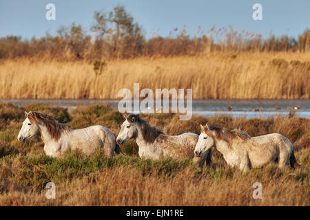 Trois jeunes chevaux de Camargue randonnée libre dans l'herbe Banque D'Images