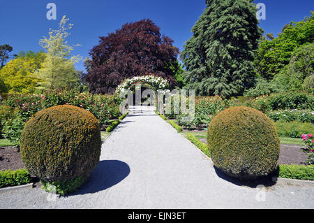 Le style anglais Lady Norwood Rose jardins dans les jardins botaniques de Christchurch, Nouvelle-Zélande. Banque D'Images