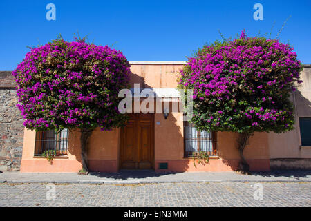 Vieille maison coloniale avec des fleurs violettes. Quartier historique de Colonia del Sacramento, Uruguay. Banque D'Images