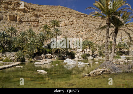 Piscine et palmiers dattiers dans Wadi Bani Khalid, Sultanat d'Oman Banque D'Images