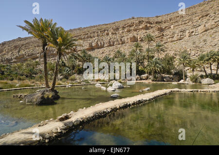 Des piscines et des dattiers dans Wadi Bani Khalid, Sultanat d'Oman Banque D'Images