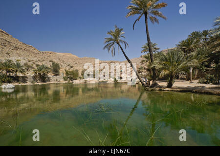 Piscine et palmiers dattiers dans Wadi Bani Khalid, Sultanat d'Oman Banque D'Images