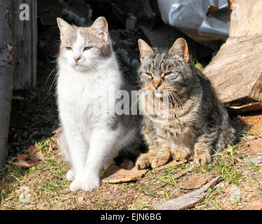 Les chats domestiques posing Banque D'Images