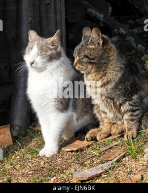 Les chats domestiques posant sur le soleil du printemps Banque D'Images