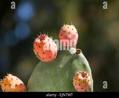 Prickly pear cactus opuntia avec fruits mûrs, Santorini, Grèce. Banque D'Images