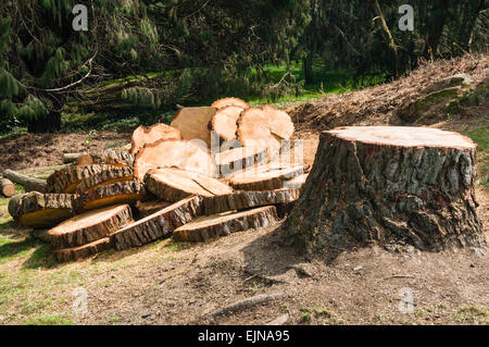 Un arbre est coupé en tranches pour être utilisé comme bois de chauffage Banque D'Images