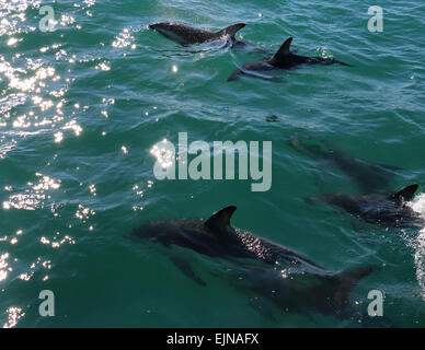 Les dauphins dans l'eau au large de Kaikoura Nouvelle-zélande côte Banque D'Images