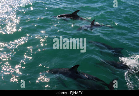 Les dauphins dans l'eau au large de Kaikoura Nouvelle-zélande côte Banque D'Images