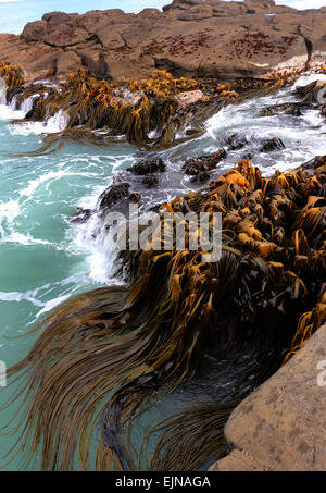 Bull Kelp Curio Bay Océan Pacifique Sud Nouvelle Zélande Banque D'Images