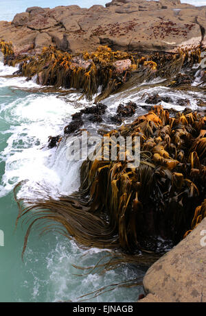 Bull Kelp Curio Bay Océan Pacifique Sud Nouvelle Zélande Banque D'Images