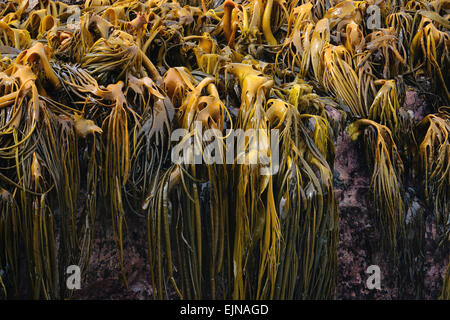 Bull Kelp Curio Bay Océan Pacifique Sud Nouvelle Zélande Banque D'Images