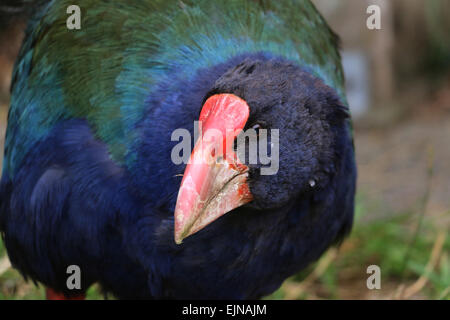 Disparition Talève takahé oiseau indigène de la Nouvelle-Zélande à Zealandia Wellington préserver Banque D'Images