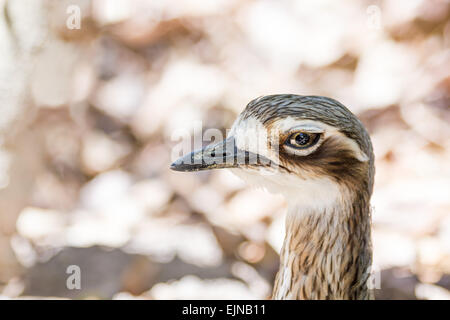 Bush stone-curlew close-up Banque D'Images