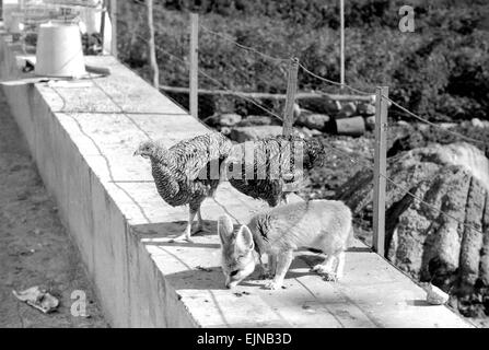 Animal : amitié : le renard et les poulets : Rommella le renard du désert est à l'origine de l'inquiétude dans les cercles de l'animal. Ils pensent que pour un renard, elle a choisi de bien étranges amis pour aller avec. Pour les plus Rommella compagnons constants sont un couple de poules pondeuses. Notre photo montre : Rommella avec les deux poules. Février 1972 72-1465-057 Banque D'Images