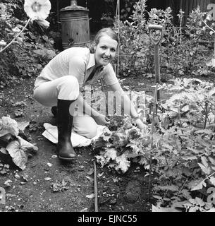 Penelope Keith, star de la série TV de la BBC "la bonne vie", que la force de caractère Margo Leadbetter, représentée dans le potager de sa maison à Putney, Londres du sud, 16 juillet 1976. Banque D'Images