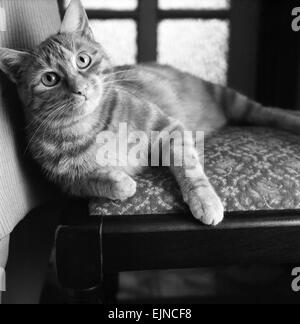 Ce stray cat gingembre est quelque chose d'un miracle de la survie. Terriblement blessé et abandonné comme bien que mort, Faith healer Mme Marilyn Prescott de Saltash, Cornwall a refusé de renoncer à sa lutte pour le garder en vie, et a réussi. Le chat est maintenant rafraîchissante et complètement remis et est nommé "Vicki". "Vicki" est d'environ 18 mois. Le gingembre cat 'Vicki' à Mme Prescott's home. Janvier 1972 Banque D'Images