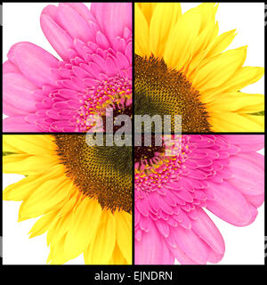 Collage de Gerbera rose et jaune tournesol dans un cadre carré Banque D'Images