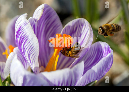 Crocus vernus 'Pickwick' en fleur et abeille Banque D'Images